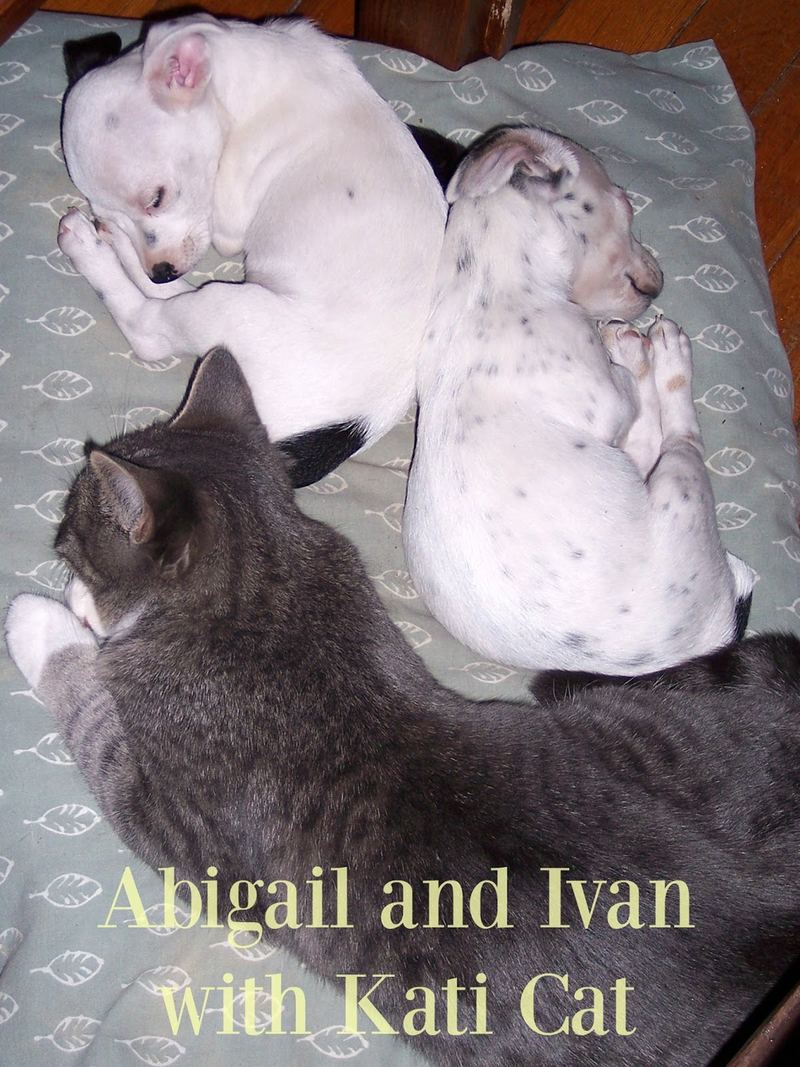 Kati Cat Came to our House – photo 6