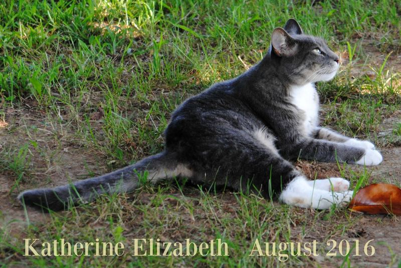 Kati Cat Came to our House – photo 7