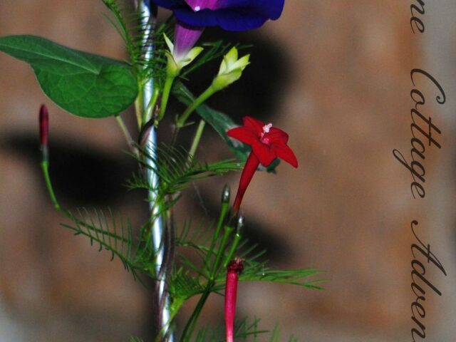 Red Cypress Vine