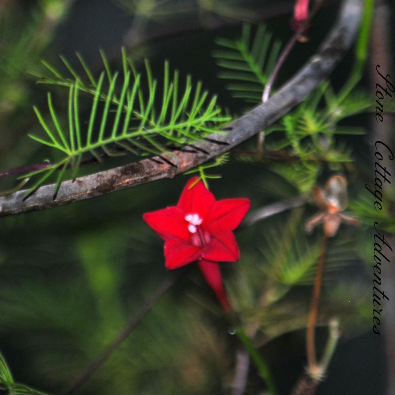 Red Cypress Vine – photo 3