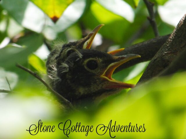 Garden Guest: Baby Robins