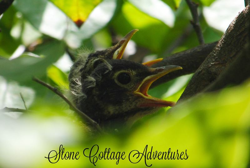 Garden Guest:  Baby Robins – photo 1