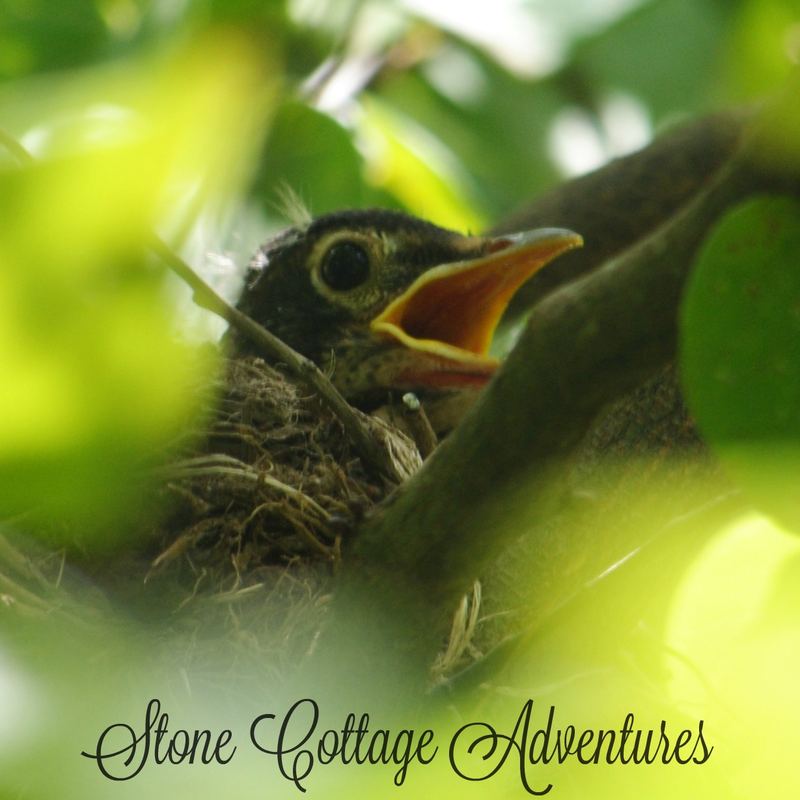 Garden Guest:  Baby Robins – photo 2