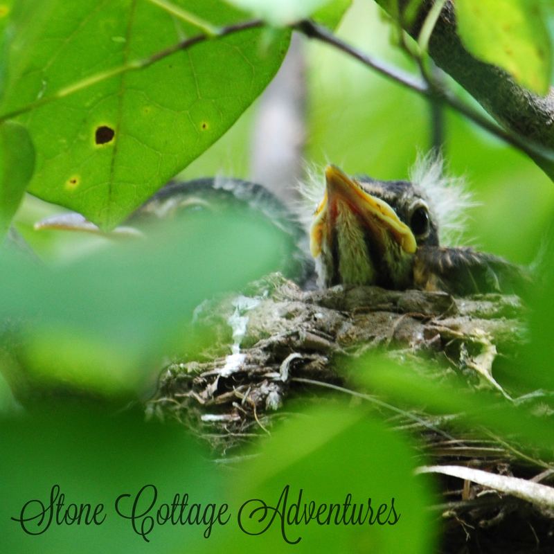Garden Guest:  Baby Robins – photo 3