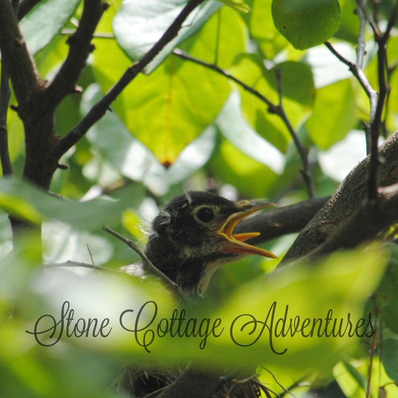 Garden Guest:  Baby Robins – photo 4