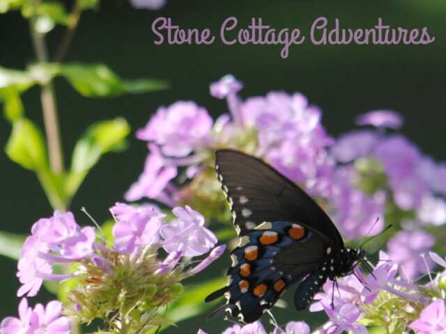 Garden Guest: Black Swallowtail