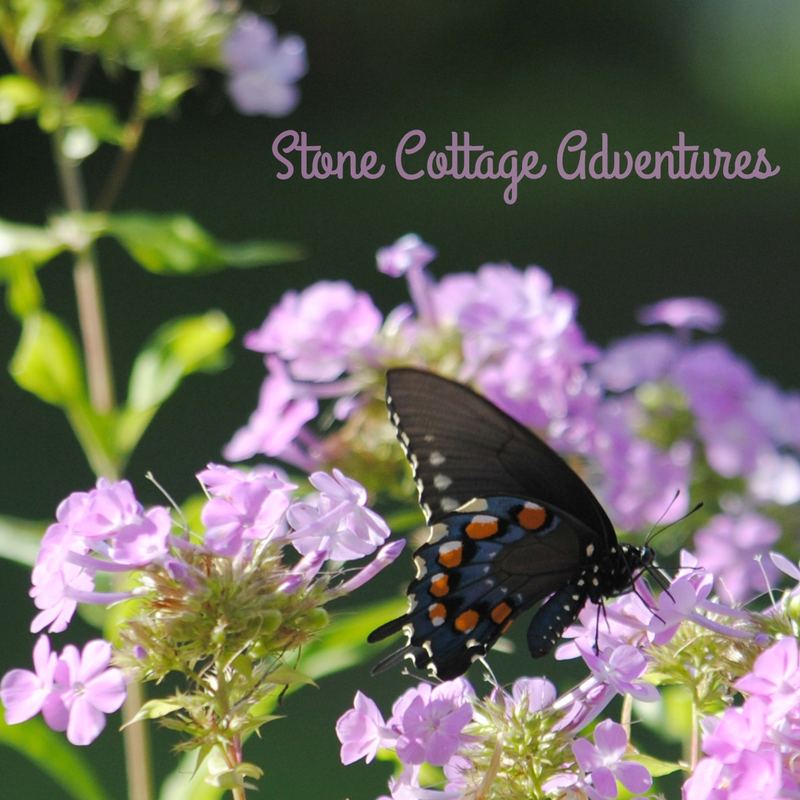 Garden Guest:  Black Swallowtail – photo 1