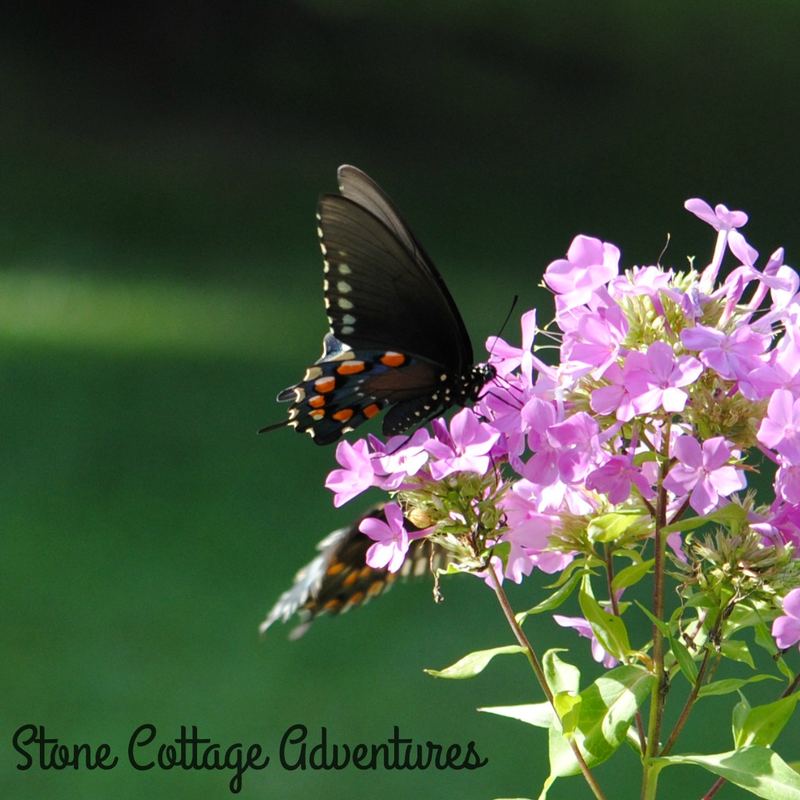 Garden Guest:  Black Swallowtail – photo 2