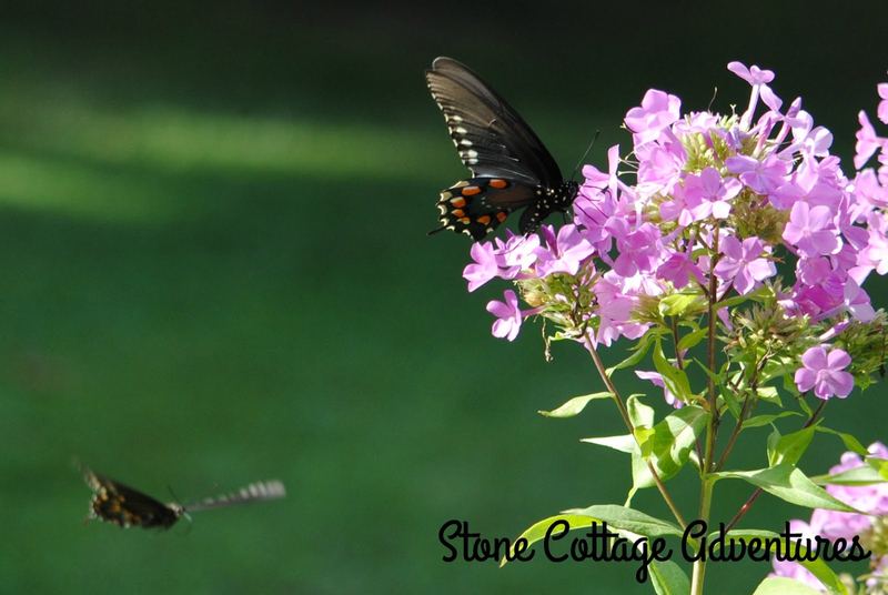 Garden Guest:  Black Swallowtail – photo 3