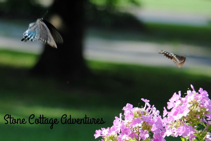 Garden Guest:  Black Swallowtail – photo 4