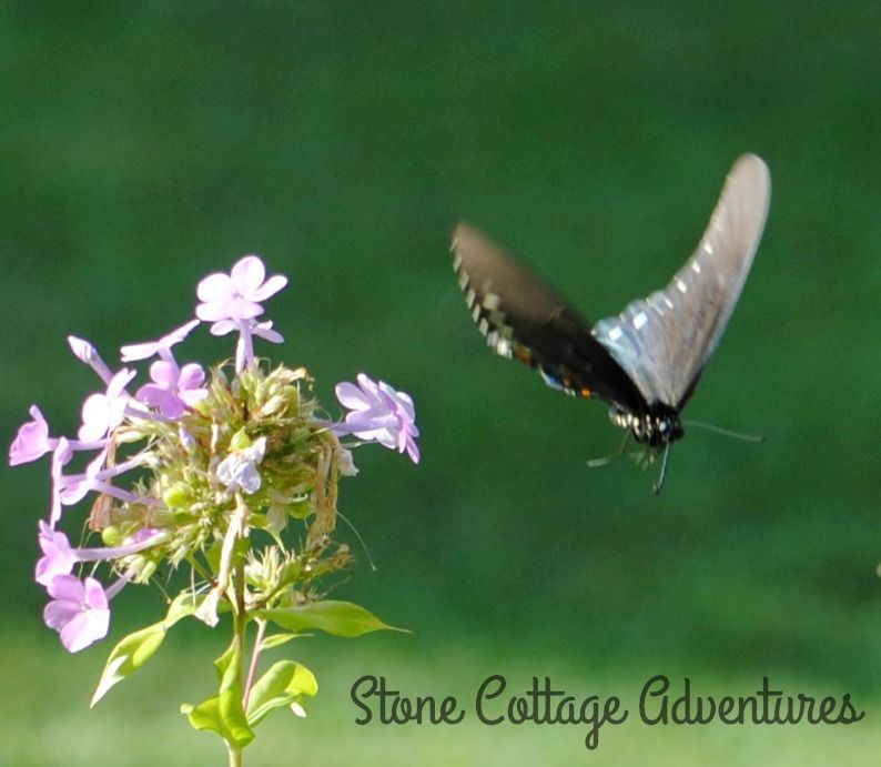 Garden Guest:  Black Swallowtail – photo 5