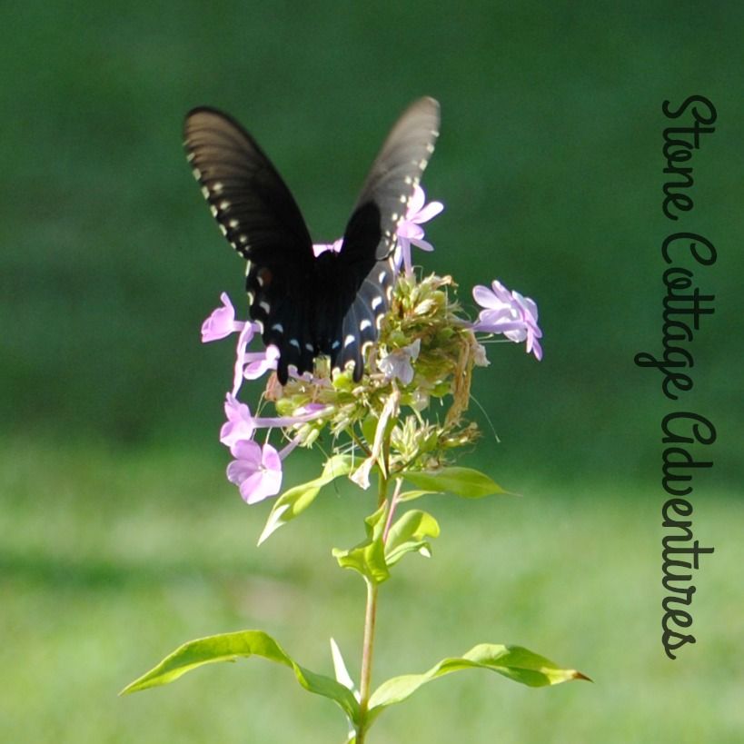 Garden Guest:  Black Swallowtail – photo 6