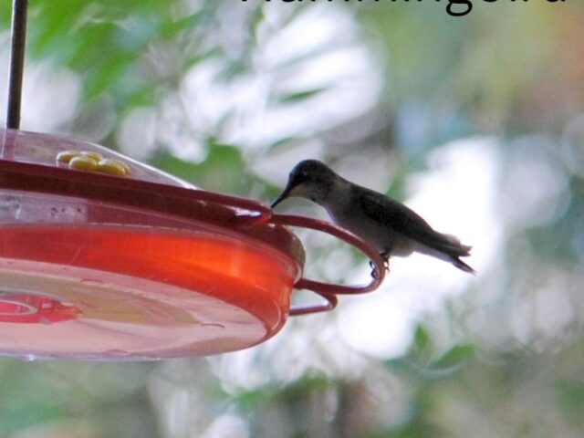 Garden Guest: Hummingbird on a Feeder