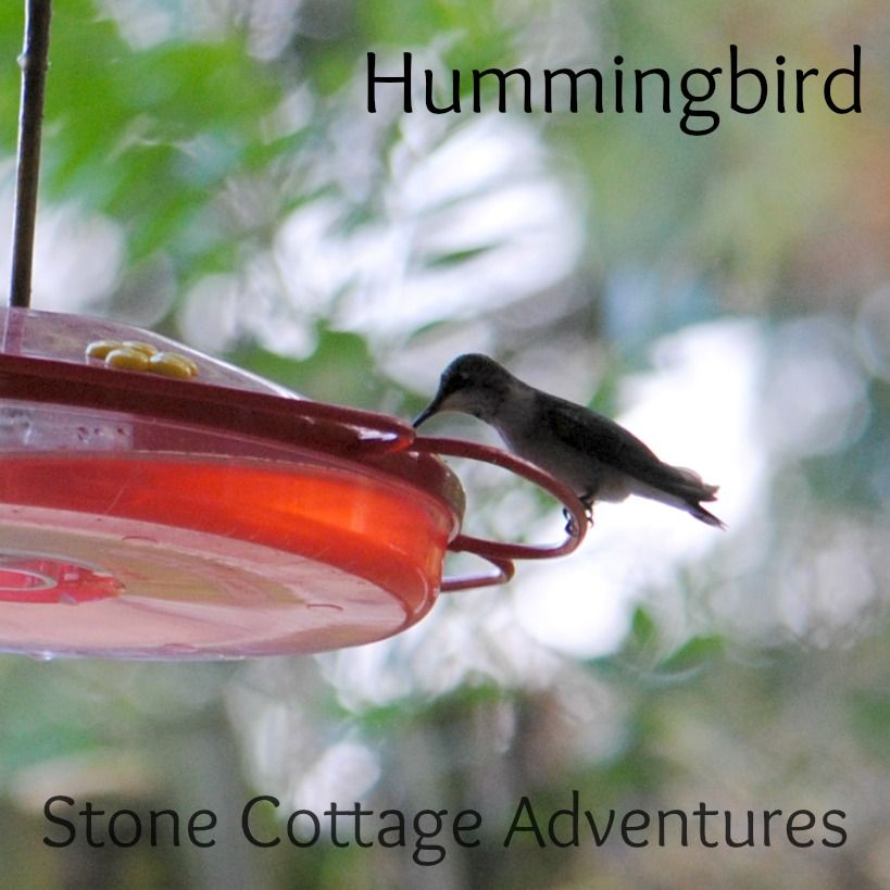 Garden Guest: Hummingbird on a Feeder – photo 1