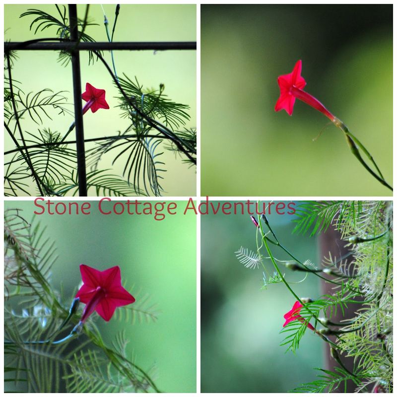 Garden Guest: Hummingbird on a Feeder – photo 2