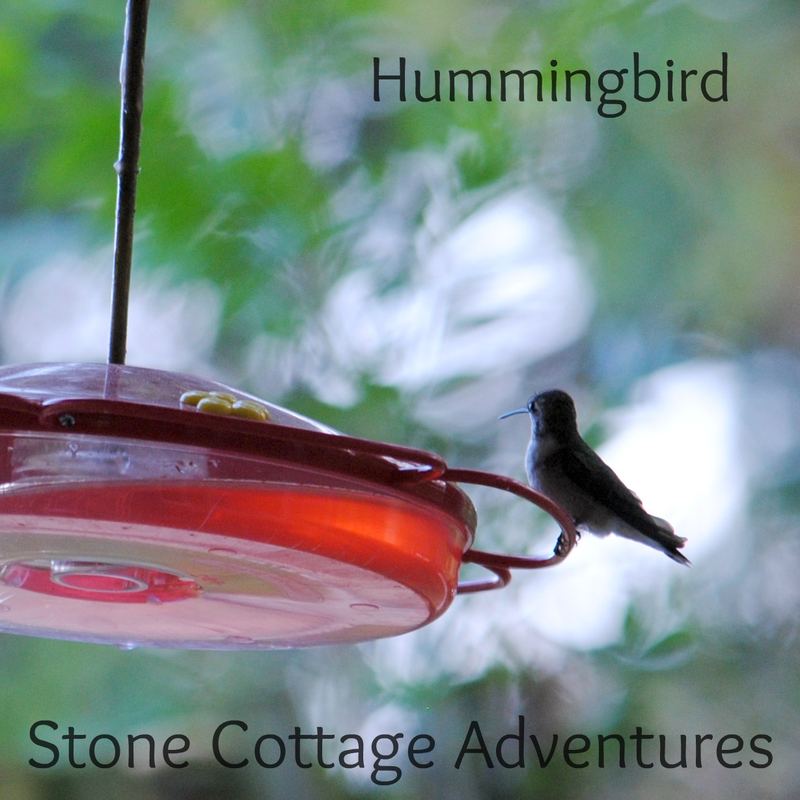 Garden Guest: Hummingbird on a Feeder – photo 3