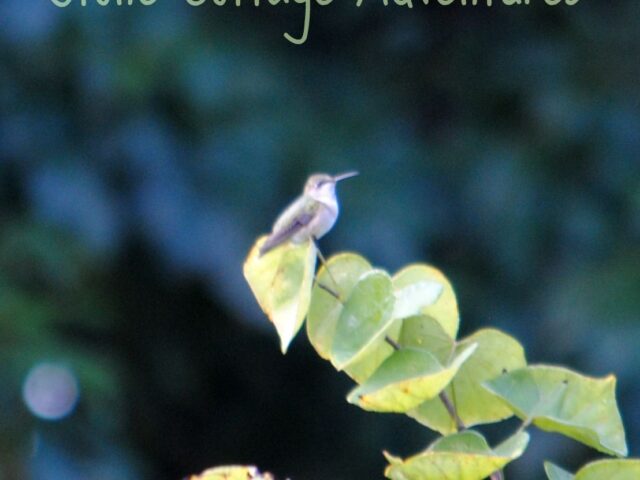 Garden Guest: Tree Top Hummer