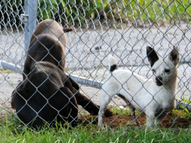 Labradors Adopted