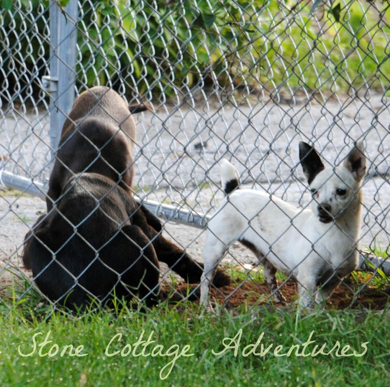 Labradors Adopted – photo 1