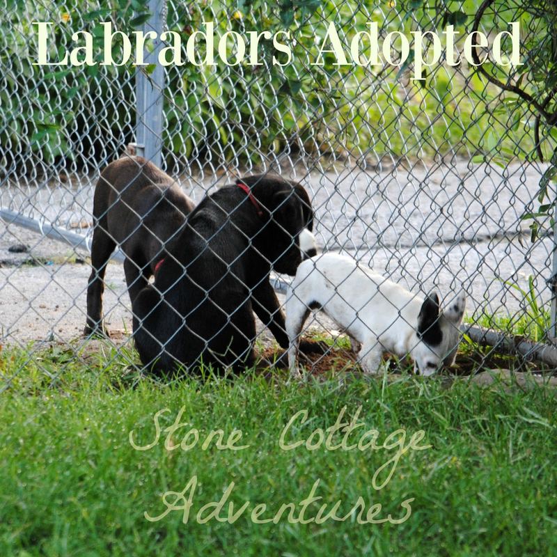 Labradors Adopted – photo 2