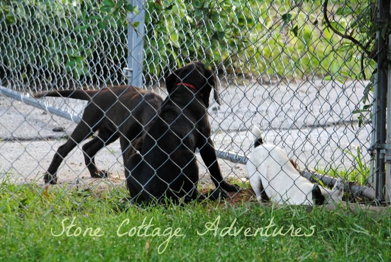 Labradors Adopted – photo 3