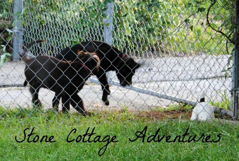 Labradors Adopted – photo 4