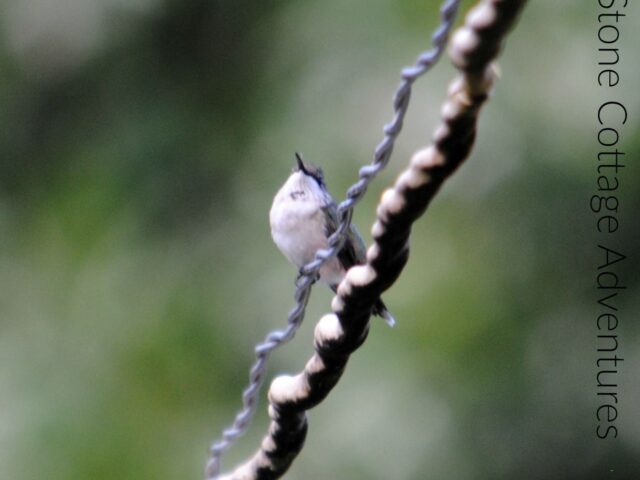 Garden Guest: Bird on a Wire