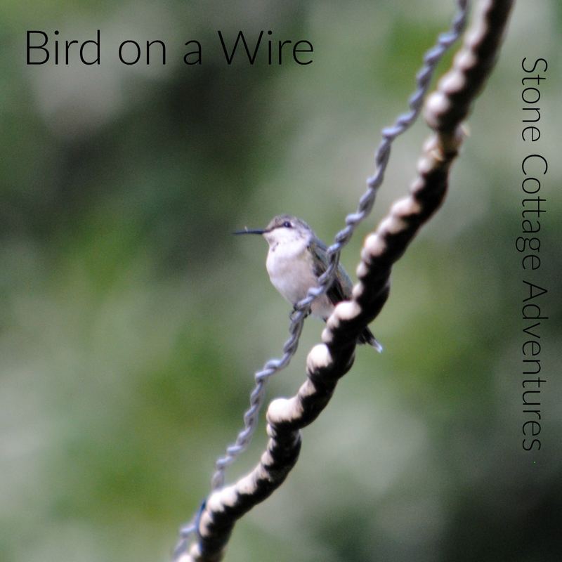 Garden Guest: Bird on a Wire – photo 2
