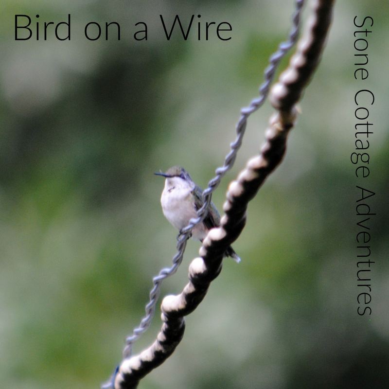 Garden Guest: Bird on a Wire – photo 3