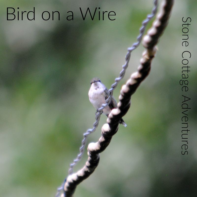 Garden Guest: Bird on a Wire – photo 4