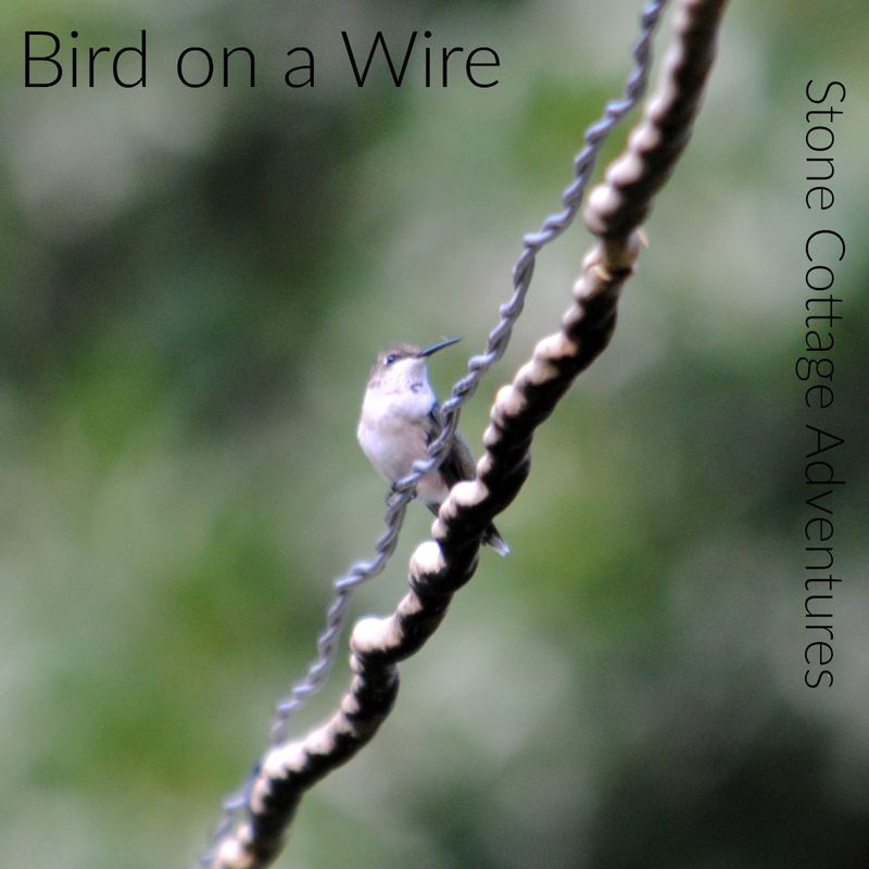 Garden Guest: Bird on a Wire – photo 6