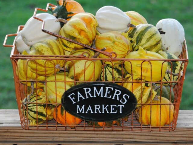 Gourd Harvest 2016