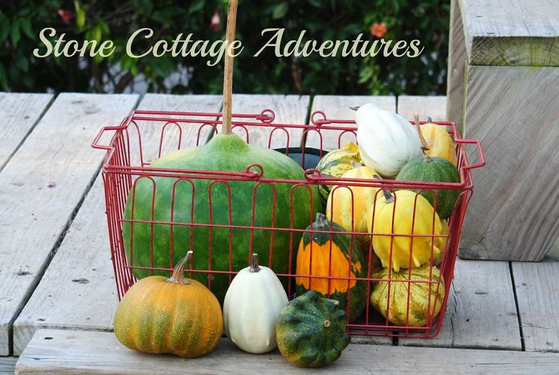 Gourd Harvest 2016 – photo 2