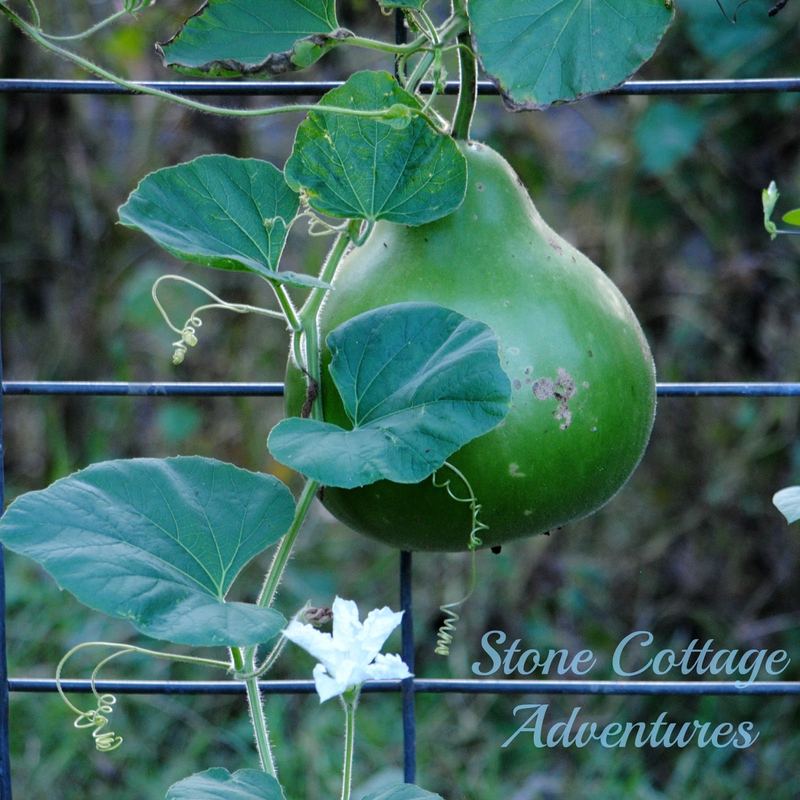 Gourd Harvest 2016 – photo 3
