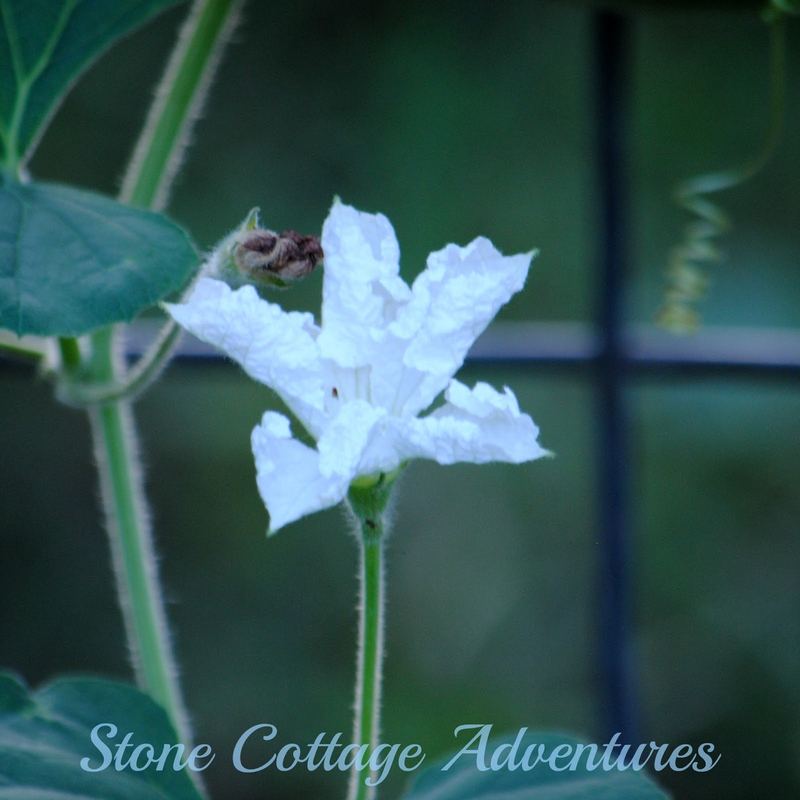 Gourd Harvest 2016 – photo 4