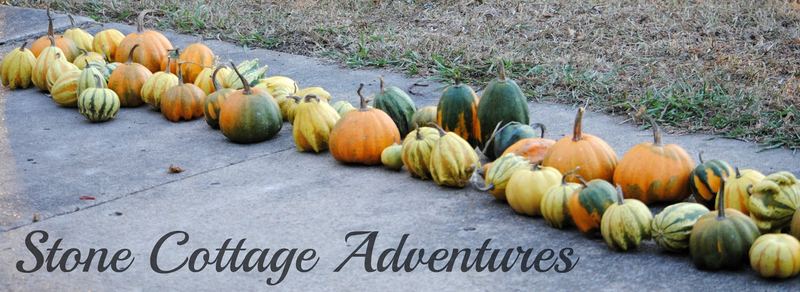 Gourd Harvest 2016 – photo 5