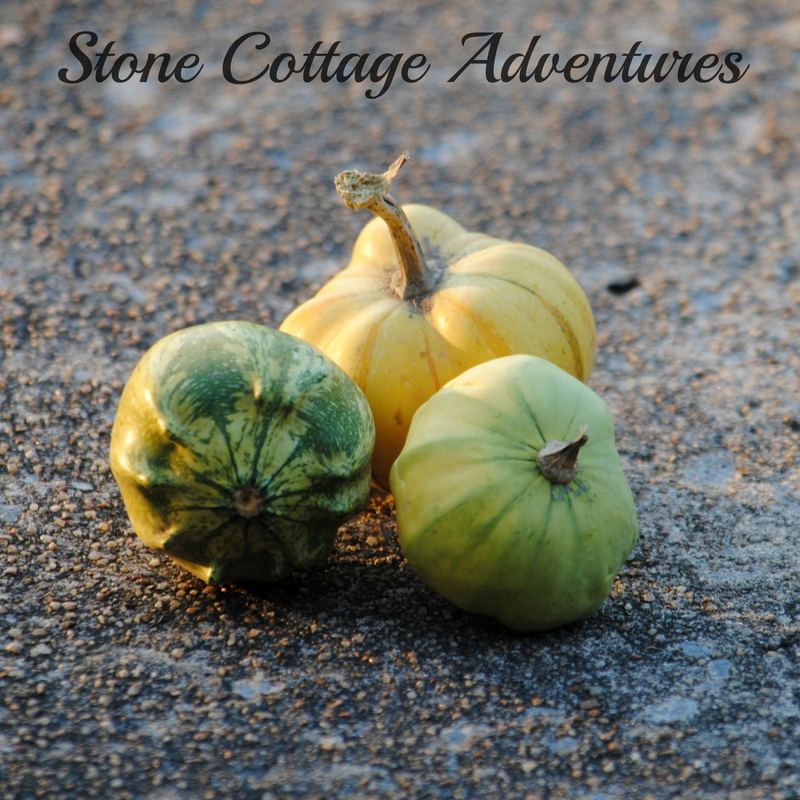 Gourd Harvest 2016 – photo 6