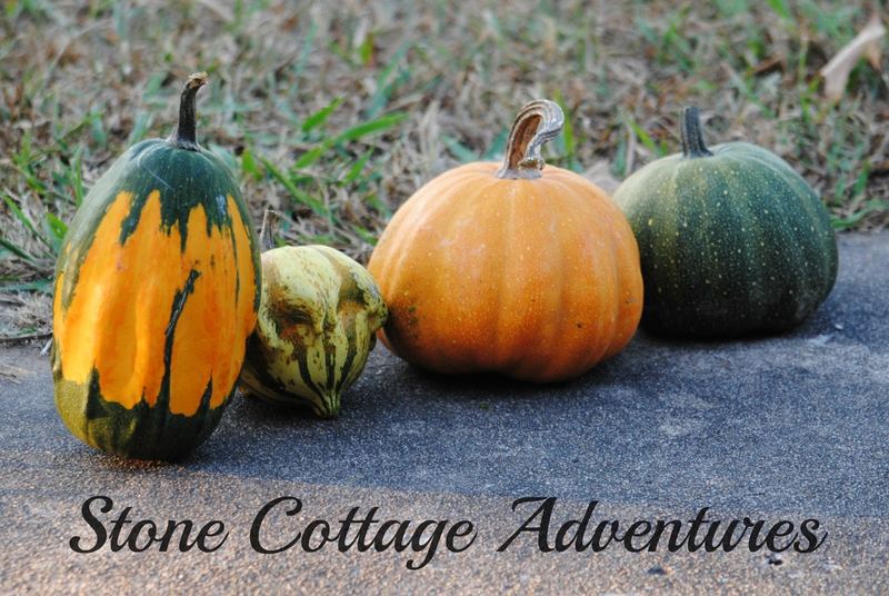 Gourd Harvest 2016 – photo 7