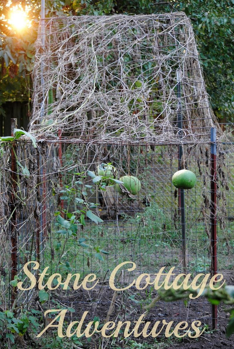 Gourd Harvest 2016 – photo 8