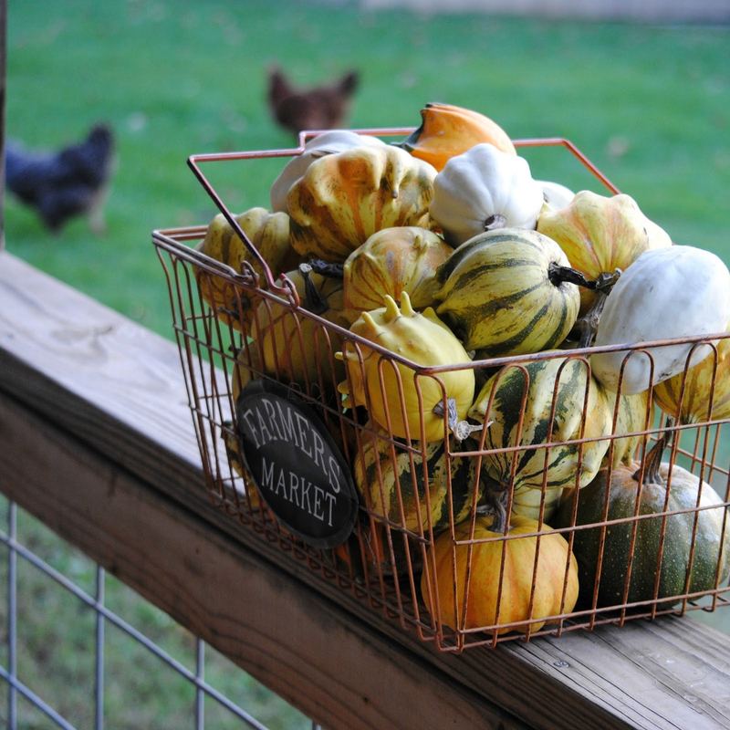 Gourd Harvest 2016 – photo 9