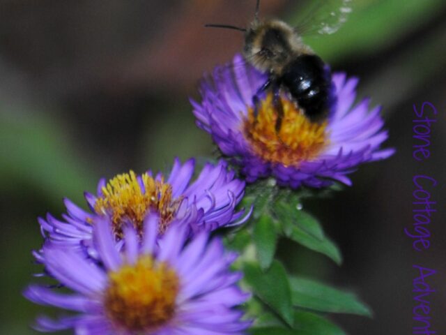 Garden Guest: Bee