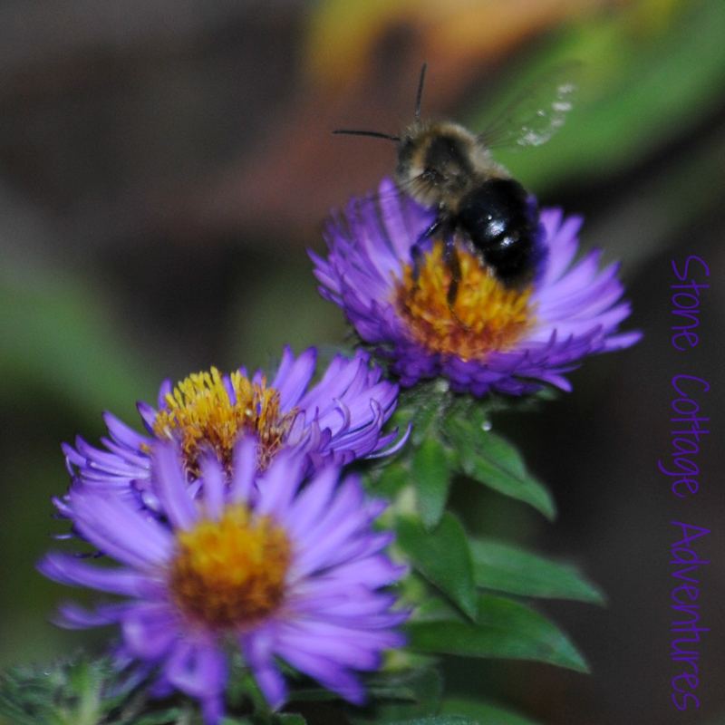 Garden Guest: Bee – photo 1