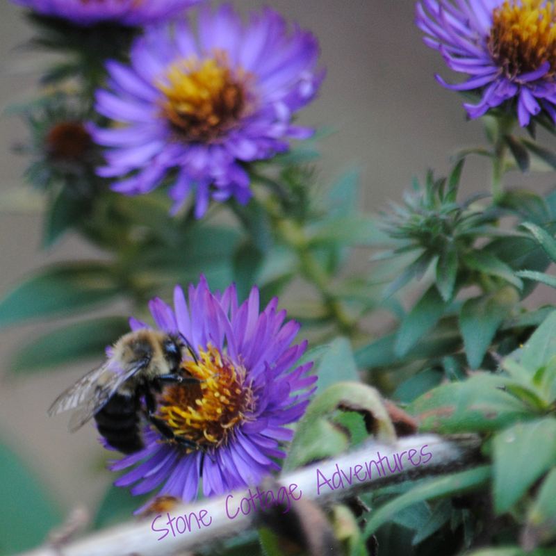 Garden Guest: Bee – photo 2