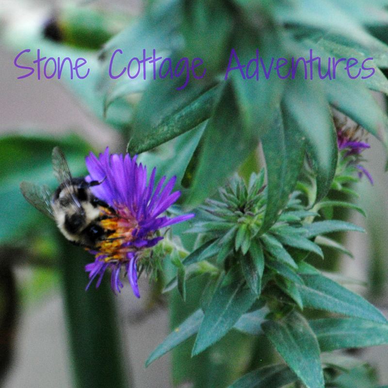 Garden Guest: Bee – photo 3