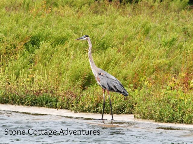 Hiking with Herons and Sail Boats