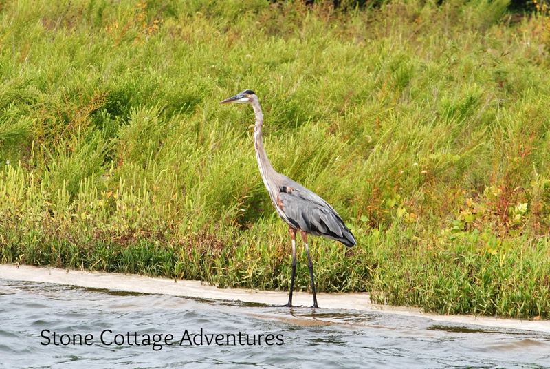 Hiking with Herons and Sail Boats – photo 1