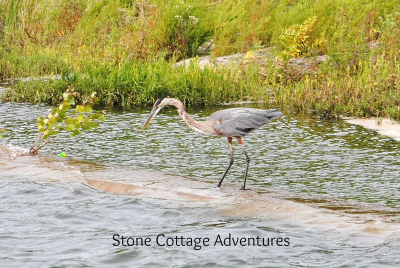 Hiking with Herons and Sail Boats – photo 4