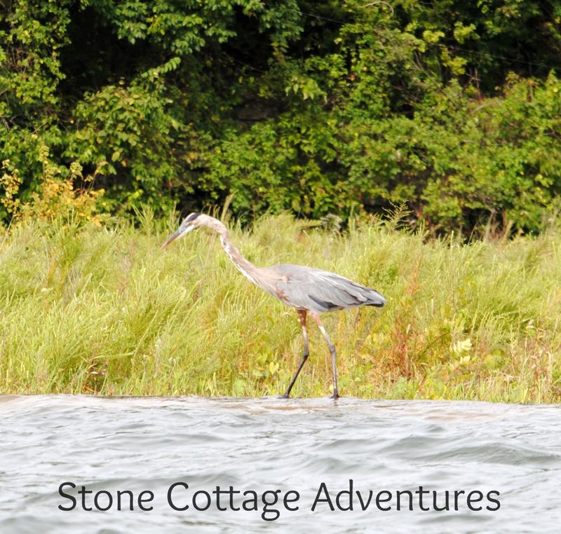 Hiking with Herons and Sail Boats – photo 5