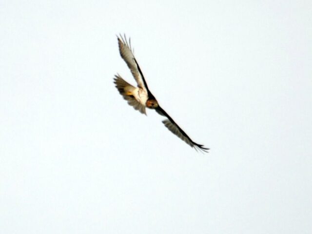 Red Tailed Hawk in Flight
