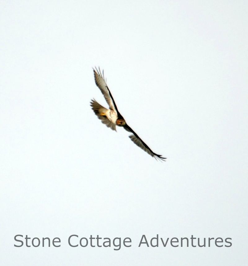 Red Tailed Hawk in Flight – photo 1
